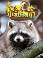 超级镜头：可爱的小动物【8集全】-宝贝科普